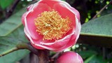 Tìm thấy cây trà hoa đỏ cực quý hiếm tại Yók Đôn 