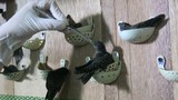 Về thủ phủ nuôi chim yến kiếm bạc tỷ tại Kiên Giang