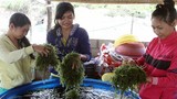 Thăm thủ phủ rong nho giúp nông dân Ninh Thuận đổi đời
