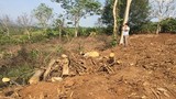 Tiết lộ hành trình ra Bắc của cây đa siêu “khủng” quê Đắk Lắk