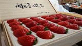 Vì sao dâu tây Kotoka Nhật Bản có giá 500.000 đồng/quả?
