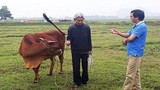 Vụ thu phí trâu bò ở Thanh Hóa: Sẽ xin lỗi dân và trả lại tiền