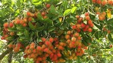 Ngắm vườn chôm chôm Việt lần đầu xuất khẩu sang New Zealand