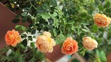 Mãn nhãn những vườn hoa đẹp như mơ của mẹ Việt ở Nhật