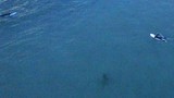 Video: Rùng mình cảnh cá mập "bí mật" bám theo người lướt sóng