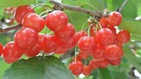 Tận mục giống cherry Nhật Bản có giá "trên trời"