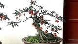 Hồng đá bonsai - Mốt chơi cây cảnh tiền tỷ Tết Kỷ Hợi 2019