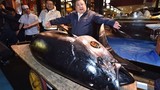 Mục sở thị cá ngừ đắt kỷ lục giá 70 tỷ