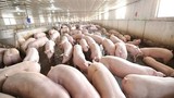 Vietnam Airlines khuyến cáo: Không mang thịt lợn nhập cảnh nhiều nước lúc này