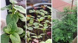 Cách trồng 6 loại rau sân thượng trong vụ xuân hè