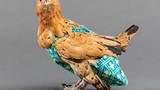 Sản xuất bỉm cho gà và chim: Nghề lạ kiếm tỷ đồng cho người tỉ mỉ 