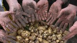 Chỉ là củ khoai tây mà giá 25 triệu đồng/kg: Giống khoai này có gì đặc biệt?