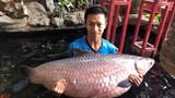 Choáng váng ngắm cá trắm đen dài 1,6m vô cùng hiếm lạ ở Hà Nội