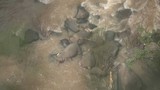 Đàn voi hoang dã chết đuối sau khi rơi xuống thác nước 