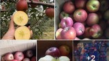 3 loại táo Trung Quốc đang bán đầy chợ Việt, chị em cẩn thận kẻo nhầm