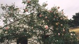 Nhà giàu Việt chơi sang, chi đến cả trăm triệu mua hoa hồng cổ trưng Tết