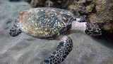 Tò mò rùa đồi mồi nặng 30 kg ở Nghệ An quý hiếm cỡ nào?