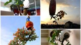 Chiêm ngưỡng những chậu bonsai mọc ngược độc nhất vô nhị
