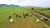 “Đổ” 1.000 tỷ vào resort bò sữa Lào, Vinamilk dẫn đầu thị trường?