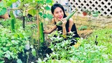 “Nông trại mini” đủ thứ loại rau củ bên trong biệt thự của Thủy Tiên