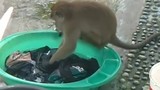 Chủ nhà kinh ngạc khi phát hiện khỉ hoang giặt quần áo hộ mình 
