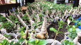 Mãn nhãn bộ sưu tập bonsai mini kỷ lục thế giới của lão nông Khánh Hòa