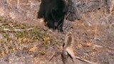 Video: Bị báo mẹ cho ăn no đòn, gấu đen sợ hãi trèo lên cây trốn 