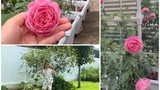 Vườn hồng tuyệt đẹp trong biệt thự của Ốc Thanh Vân
