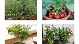 Mách bạn 8 loại cây ăn quả trồng chậu lớn nhanh như thổi