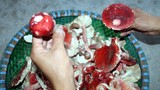 Loại nấm rừng được ví như “vàng đỏ” ở Việt Nam
