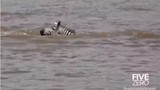 Ngựa vằn qua sông bị 3 cá sấu tấn công đồng loạt: Kết quả bất ngờ! 