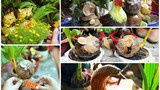 Chiêm ngưỡng dừa bonsai tạo hình con giáp “cháy hàng” dịp Tết