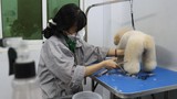 Số tiền “khủng” nhà giàu Việt chi cho thú cưng ngày Tết
