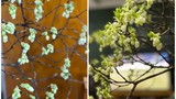 Độc lạ: Hoa đào xanh như lá, giá tiền triệu hút chị em Hà thành