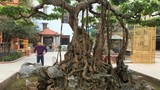 Mục sở thị “vườn cây cảnh đẹp nhất thế giới” của đại gia Phú Thọ
