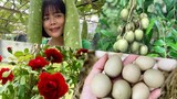 Có gì trong khu vườn rộng nghìn m2 của ca sĩ Mỹ Lệ?