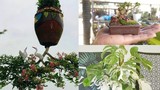 Bộ sưu tập bonsai lạ đình đám ở Việt Nam đặc biệt cỡ nào?