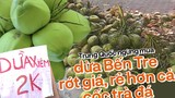 Dừa Bến Tre rớt giá, rẻ hơn cả cốc trà đá khi Trung Quốc thắt chặt nhập khẩu