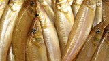 Loài cá ở Việt Nam có tên nghe dị, trước rẻ bèo, nay là “mỏ vàng”