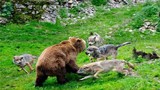 Gấu nâu nặng 150kg có thể chặn được sự tấn công của 9 con sói xám?