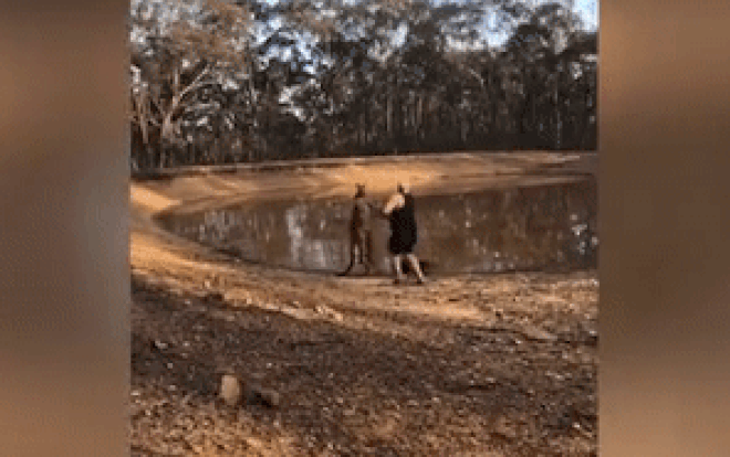Bảo vệ cún cưng, người đàn ông bị kangaroo "tung cước"