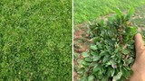 Bất ngờ 4 loại cỏ dại giúp người dân “hốt bạc“