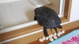 Rùa “đẻ trứng” trong nhà, người chủ "dở khóc dở cười"