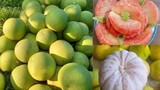Bất ngờ bưởi “đặc sản” giá “rẻ hơn rau” đổ bị thị trường Việt