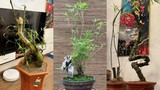 Mê mẩn loạt tre bonsai siêu độc chơi Tết