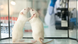 Tại sao chuột lại được chọn để thí nghiệm khoa học?