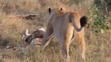 Video: Sư tử cái giành mồi với trăn khổng lồ