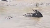 Video: Linh dương đầu bò chết thảm trước hàm cá sấu