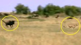 Clip: Linh dương đầu bò tấn công báo săn, cứu con thoát chết