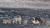 Sư tử mẹ bắt trâu về dạy đàn con nhỏ cách săn mồi 